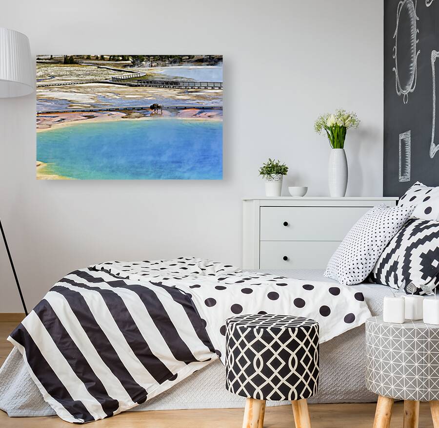 A bison crossing Grand Prismatic Spring at the Yellowstone National Park. Wyoming. USA. Reproduction