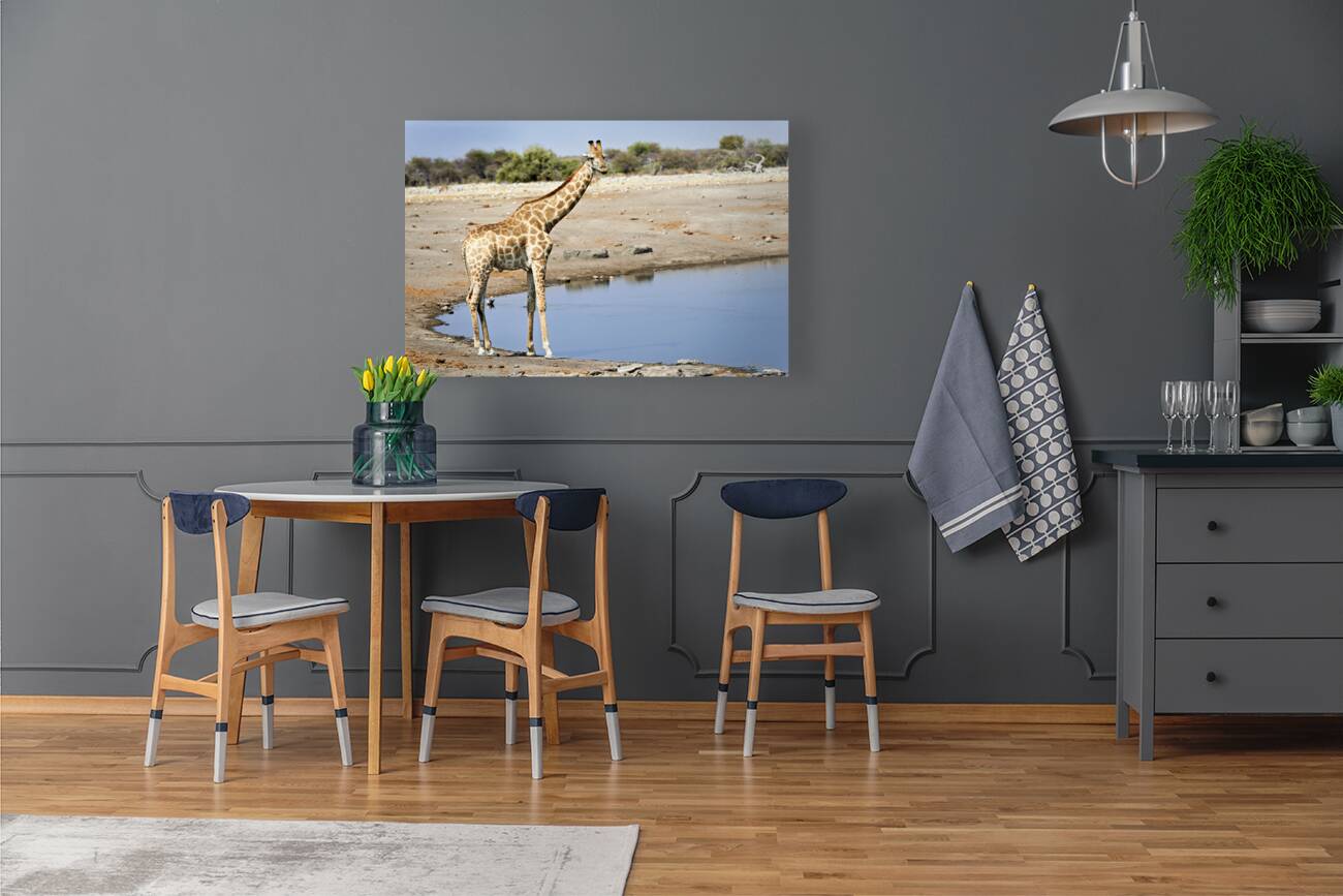 Namibia. Etosha National Park. Giraffe drinking at a waterhole Reproduction