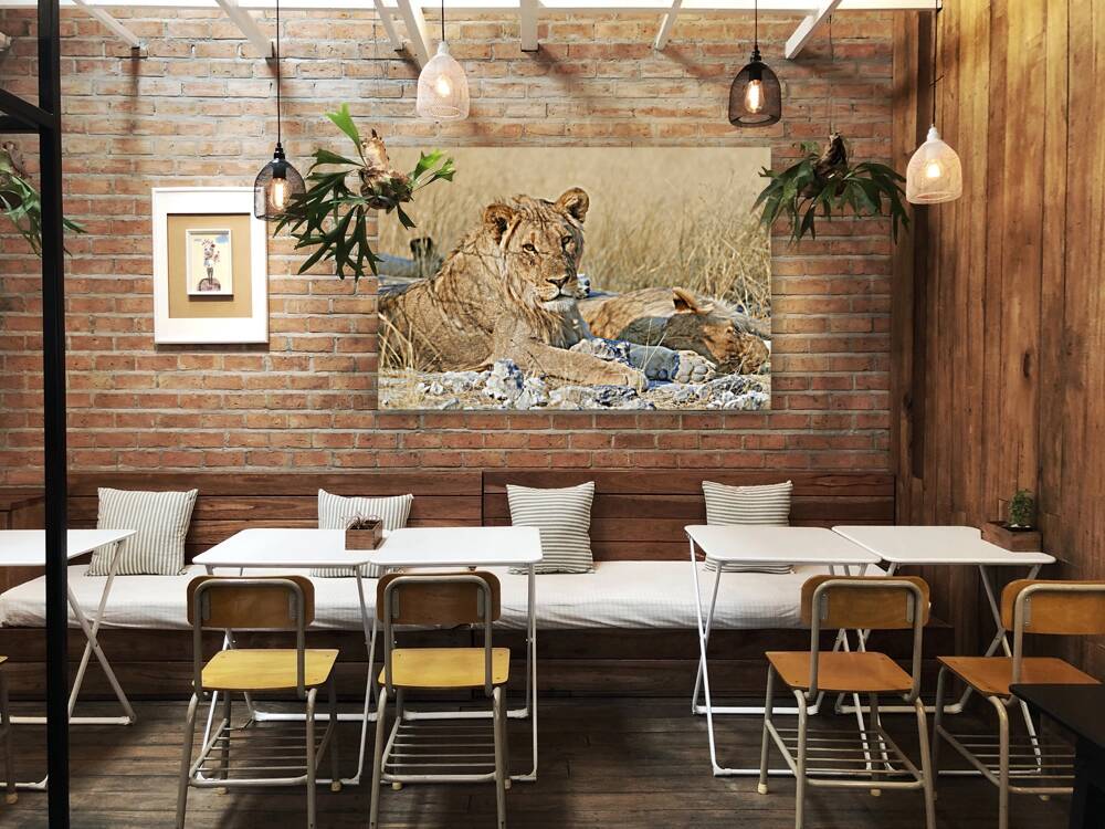 Namibia. Etosha National Park. A lion in the wild Reproduction