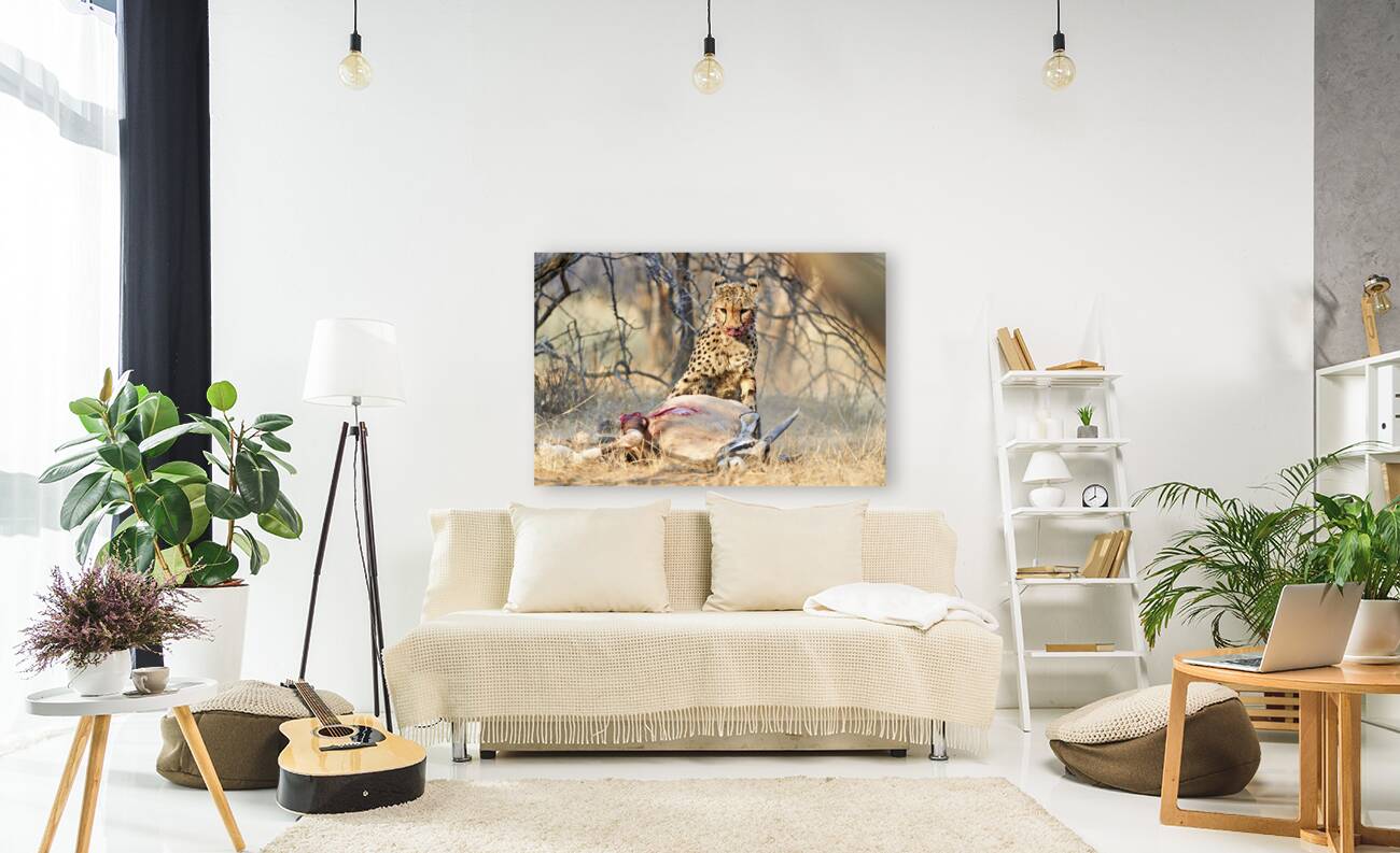 Namibia. Cheetah after a kill in Okonjima Reserve Reproduction