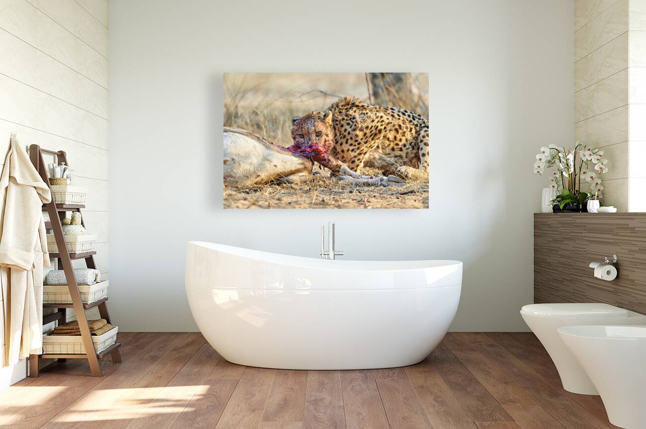 Namibia. Cheetah after a kill in Okonjima Reserve Reproduction