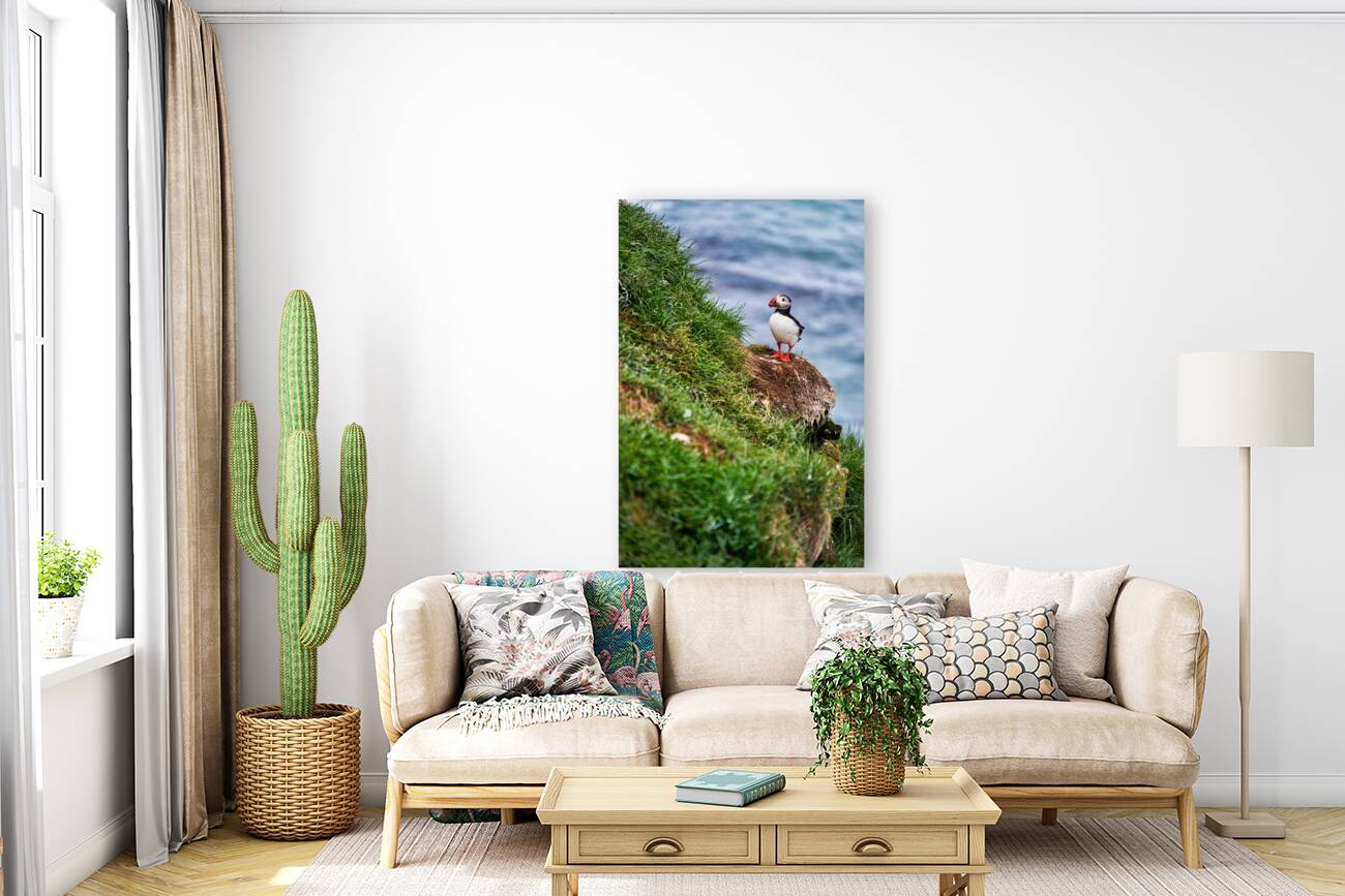 Puffins in Borgarfjörður Eystri reserve sanctuary. Iceland Reproduction