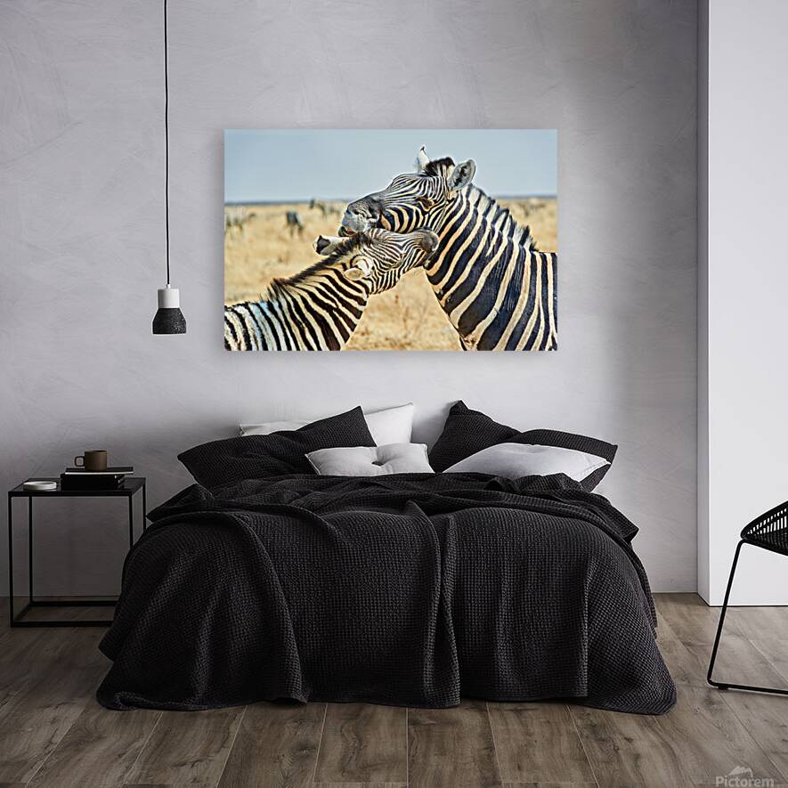 Zebras cuddle together in the wild at Etosha National Park in Na Reproduction