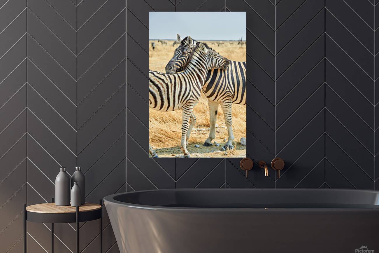 Zebras cuddle together in Etosha National Park in Namibia Reproduction