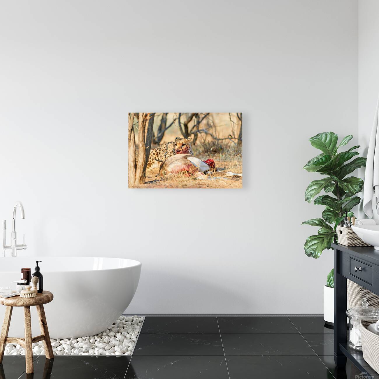 Cheetah feeding on its kill in Okonjima Reserve Namibia Reproduction