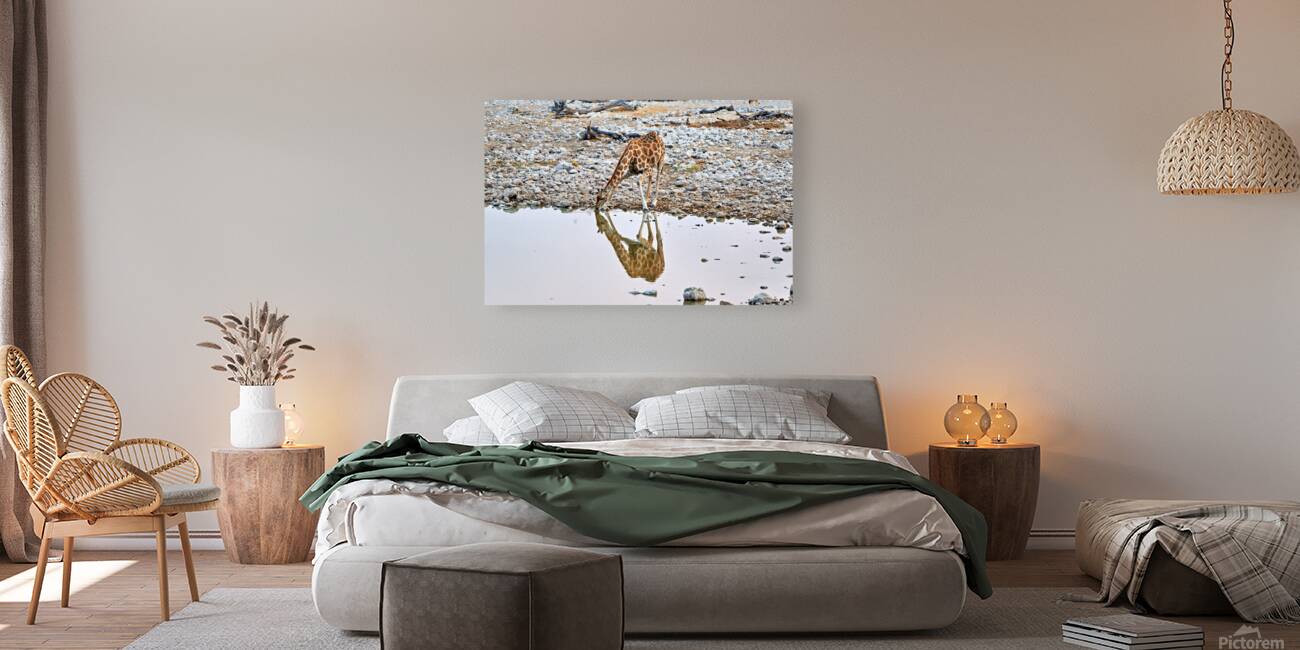 Giraffe drinks water at a waterhole in Etosha National Park Nam Reproduction