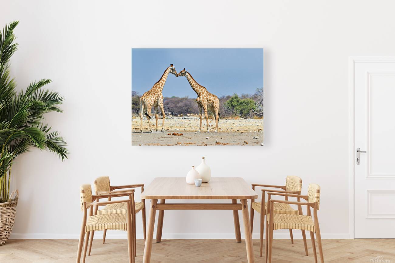 Giraffes cuddling in Etosha National Park in Namibia Reproduction
