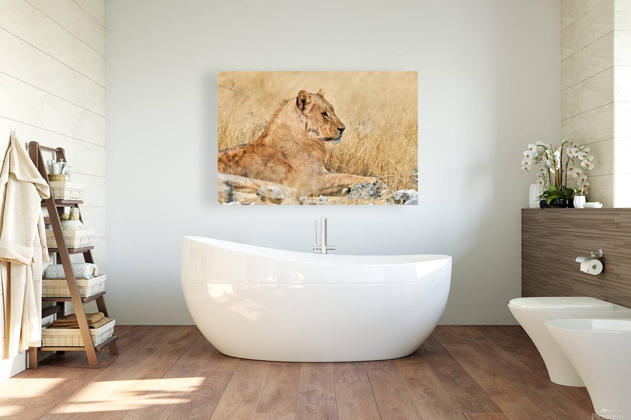 Lion resting in Etosha National Park Namibia during the day Reproduction