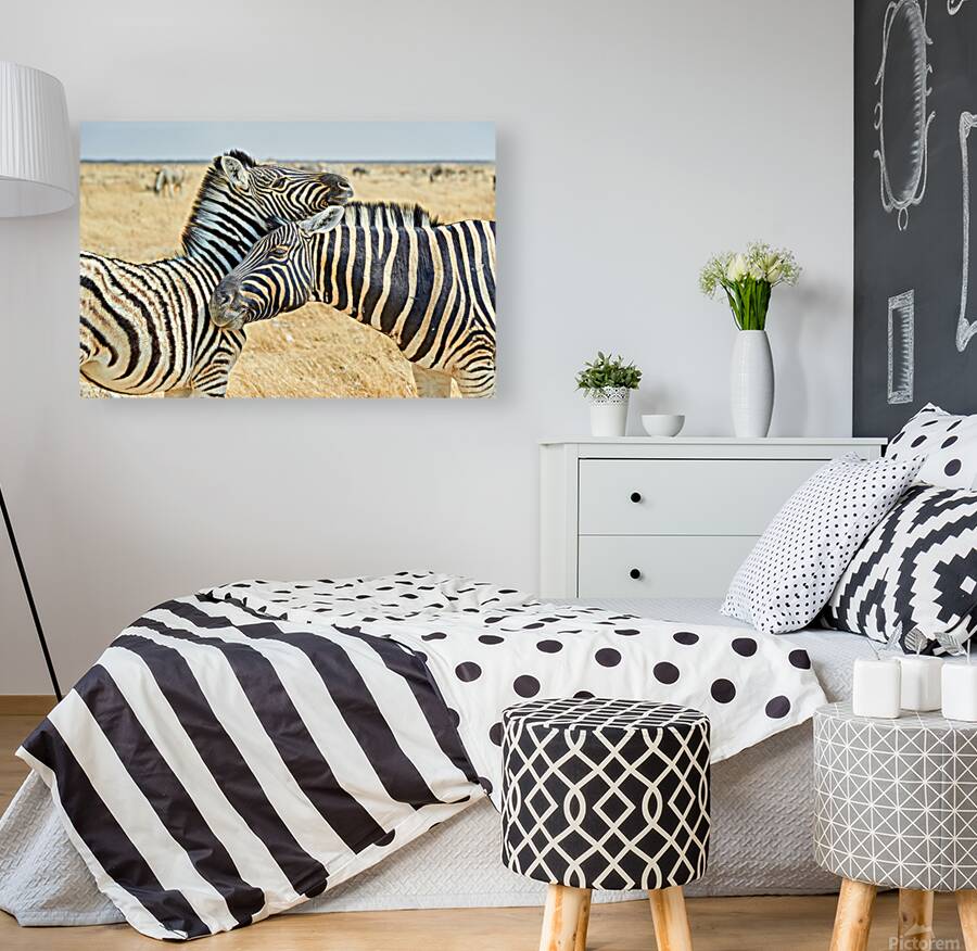 Zebras cuddle in Etosha National Park in Namibia during daylight Reproduction
