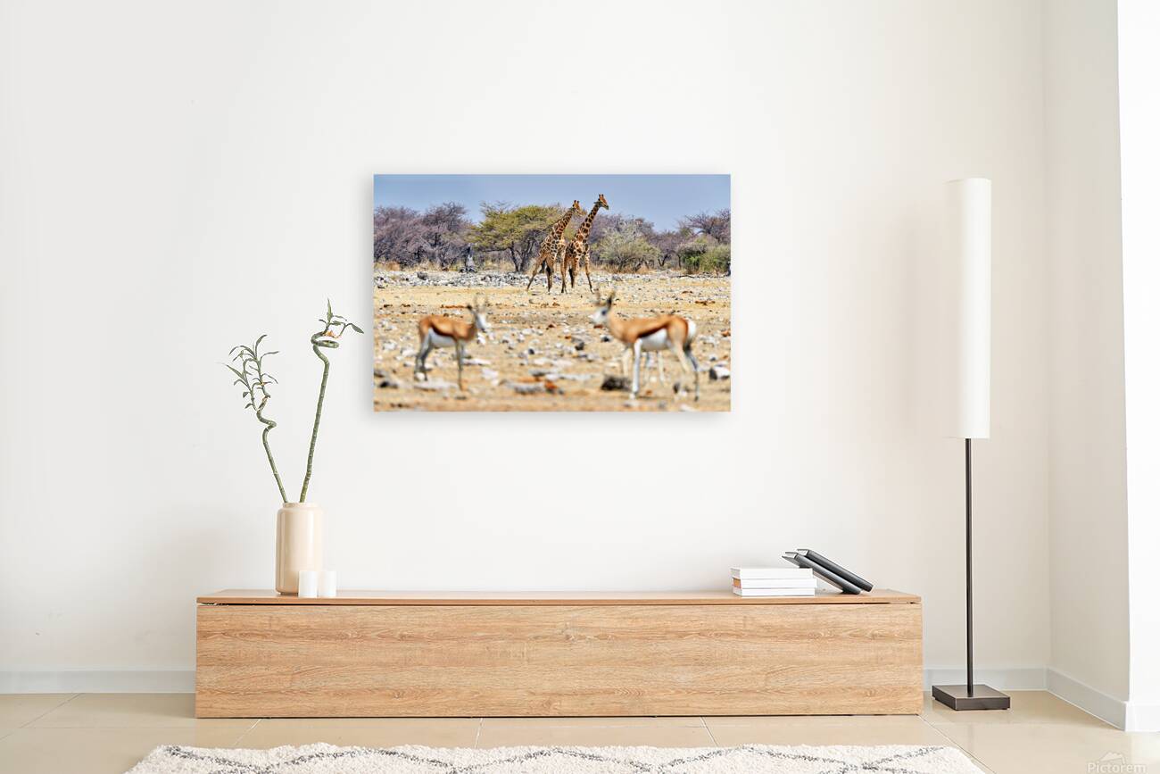 Giraffes and springboks in Etosha National Park Namibia Reproduction
