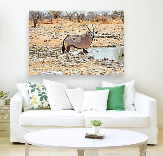 Gemsbok oryx drinking near water in Etosha National Park Namibi Reproduction