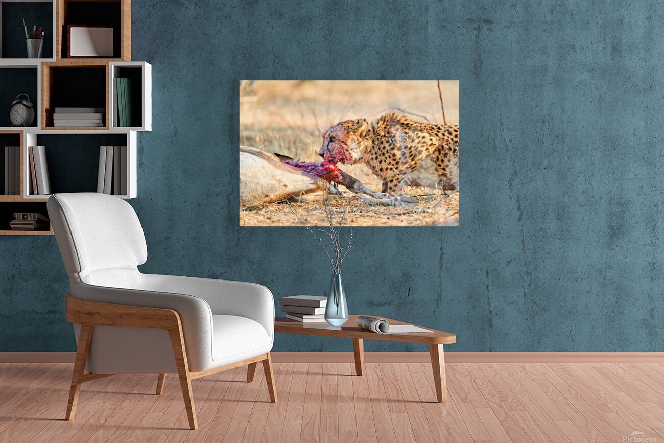 Cheetah feeding on prey in Okonjima Reserve Namibia Reproduction