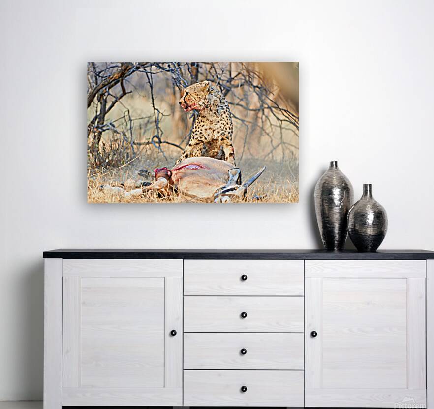 Cheetah feeds on prey in okonjima reserve in namibia Reproduction