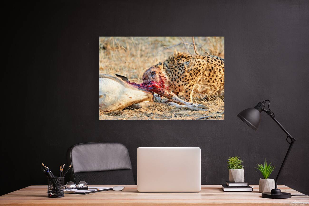 Cheetah feeding on its kill in Okonjima Reserve Namibia Reproduction