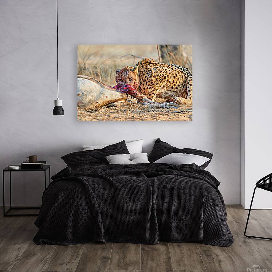 Cheetah feeding on prey in Okonjima Reserve in Namibia Reproduction