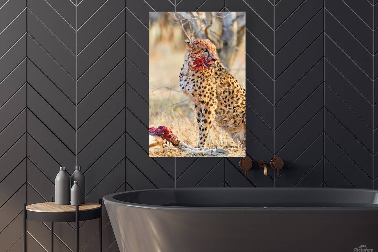 Cheetah eating after a hunt in Okonjima Reserve Namibia Reproduction