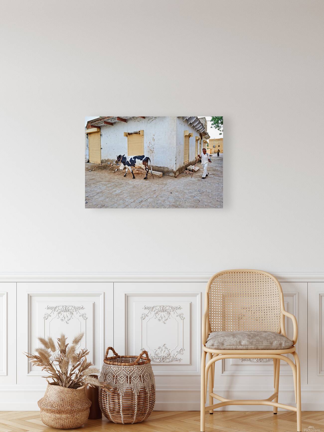 Man walking with cow in Mandawa streets Rajasthan India Reproduction