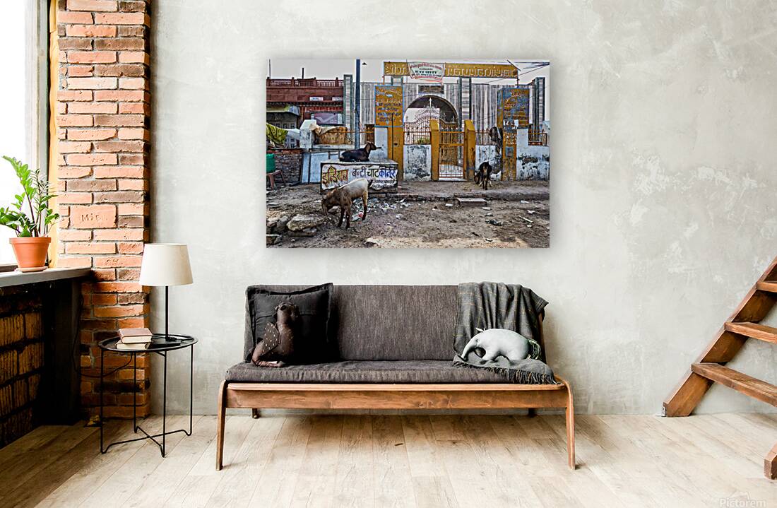 Streets of Bikaner in Rajasthan show daily life and animals Reproduction