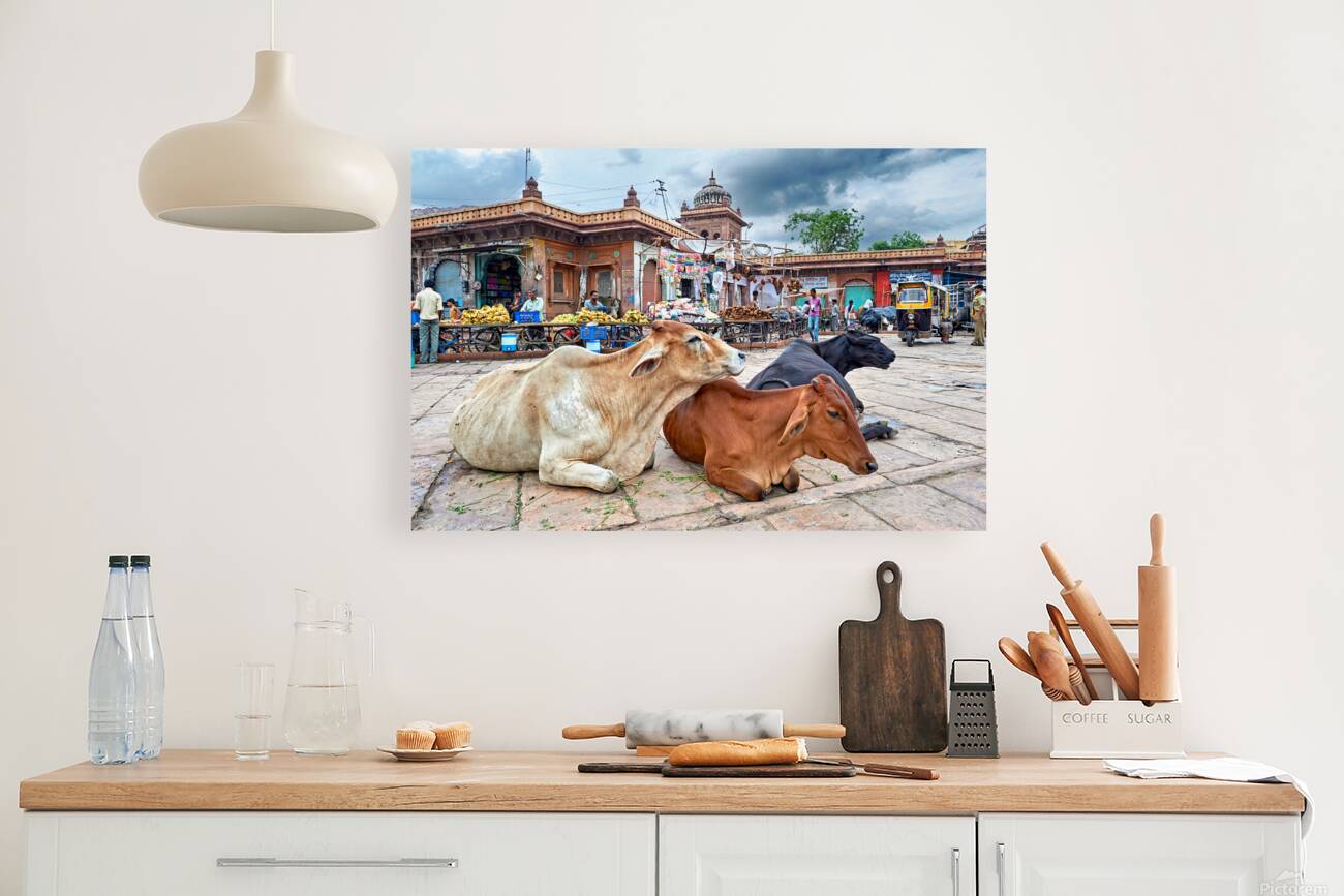 Cows resting at Sardar Market in Jodhpur Rajasthan during the d Reproduction