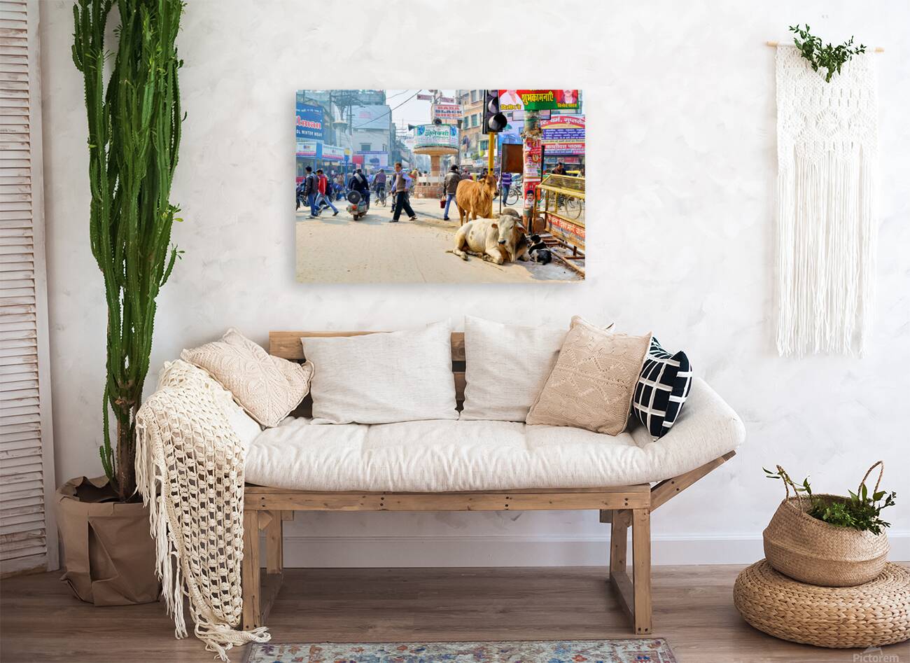 Cows roam the streets of Varanasi Benares Uttar Pradesh Reproduction