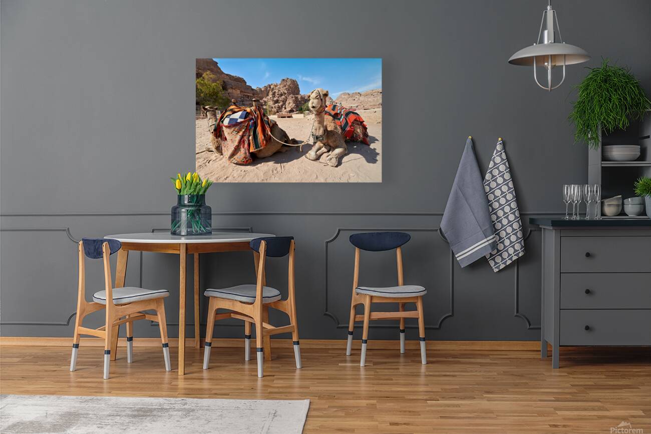 Tourists ride camels at Petra archaeological site in Jordan Reproduction