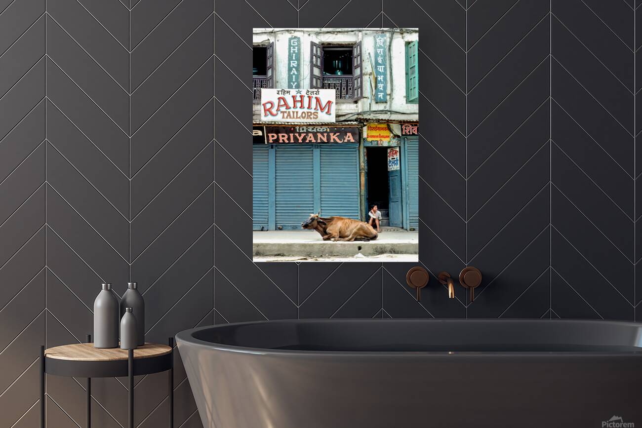 Holy cow resting on the street in Kathmandu Nepal Reproduction