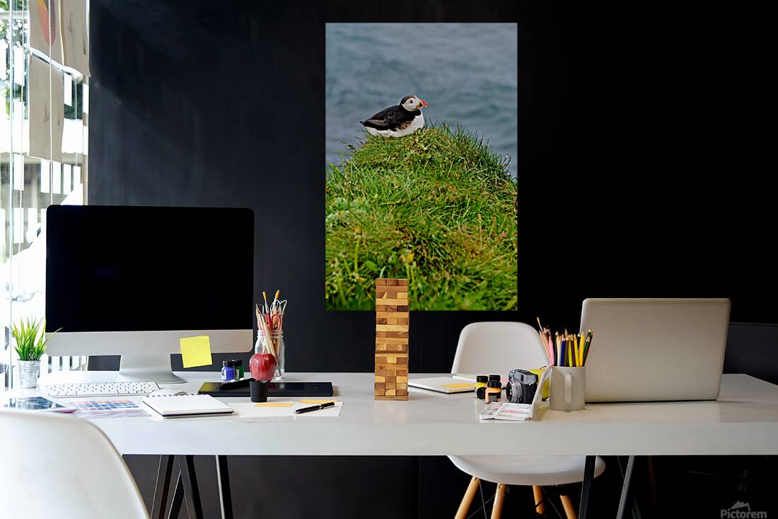 Puffin resting on grass by the sea in Borgarfjordur Eystri Reproduction