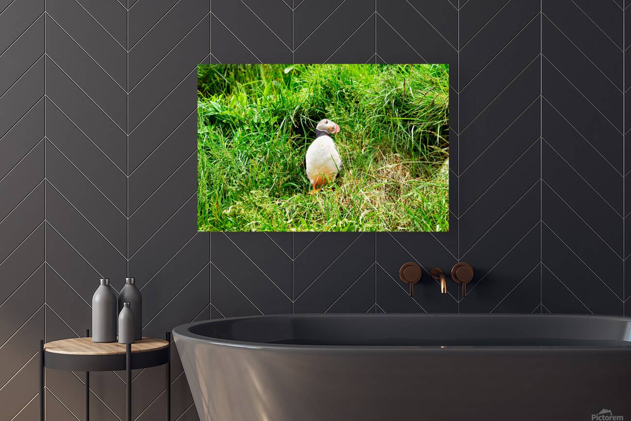 Puffin standing in grass at Borgarfjordur Eystri in Iceland Reproduction