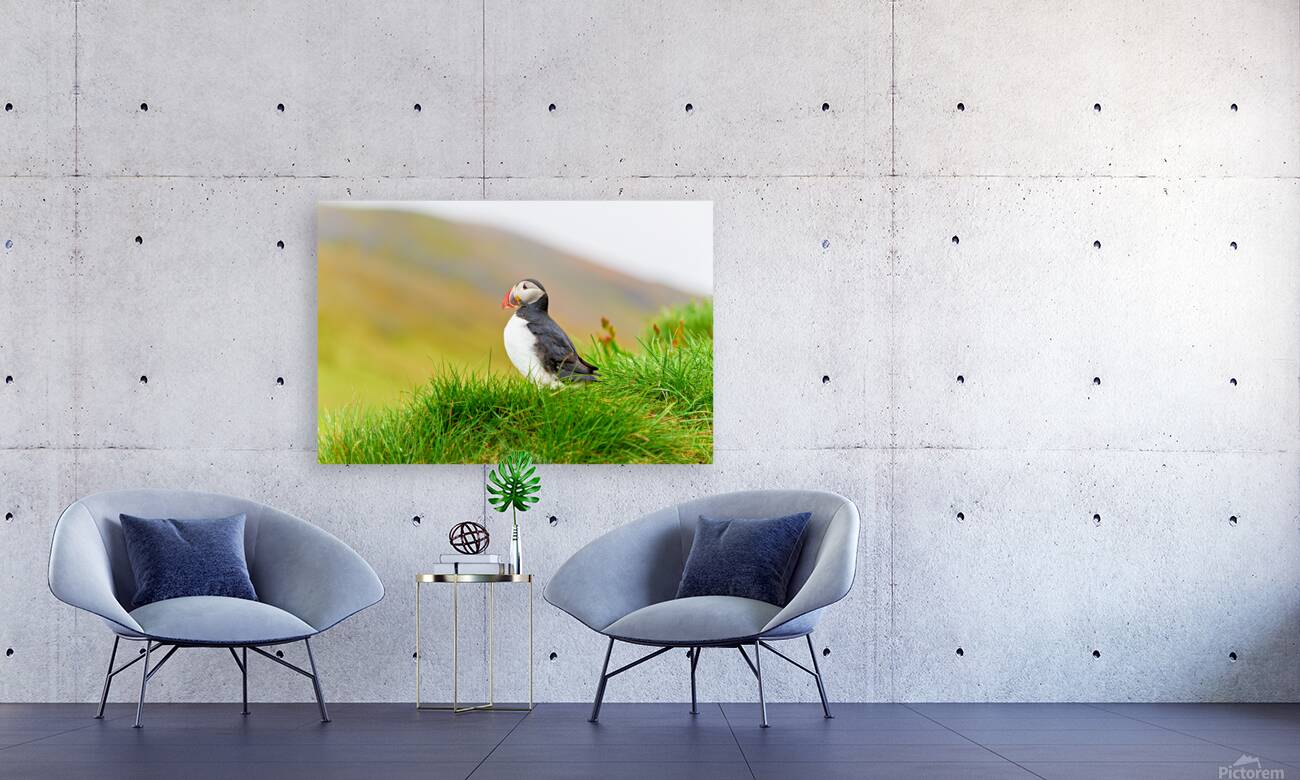 Puffin standing on grass in Borgarfjordur Eystri Iceland Reproduction