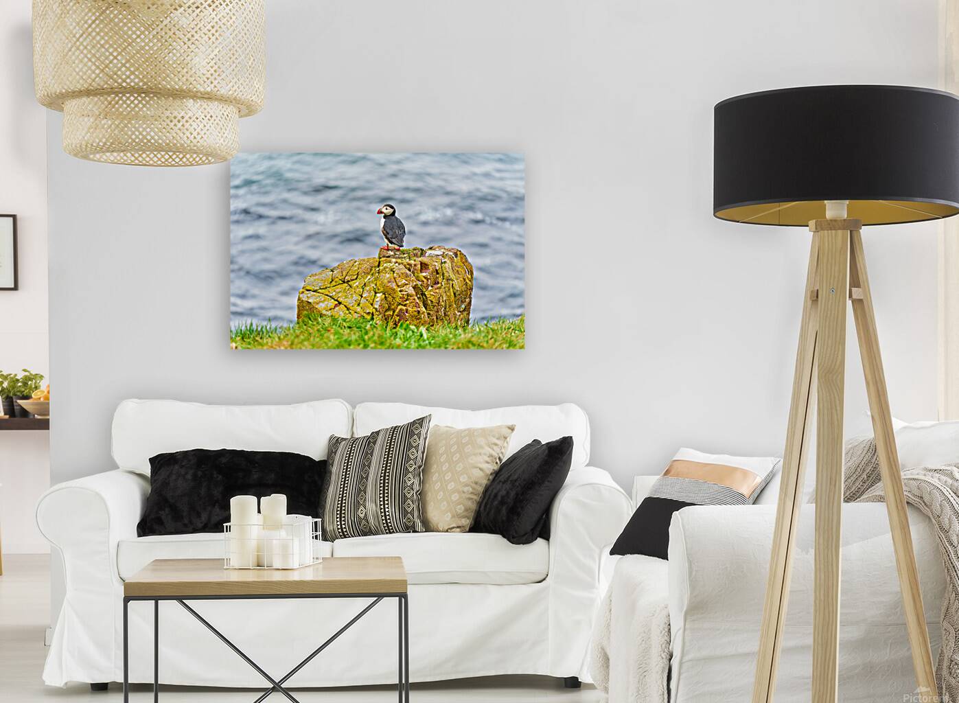 Puffin on rock at Borgarfjordur Eystri in Iceland by the ocean Reproduction