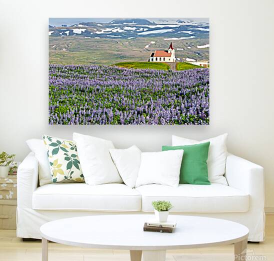 Ingjaldsoll church stands in a field of flowers in Iceland Reproduction