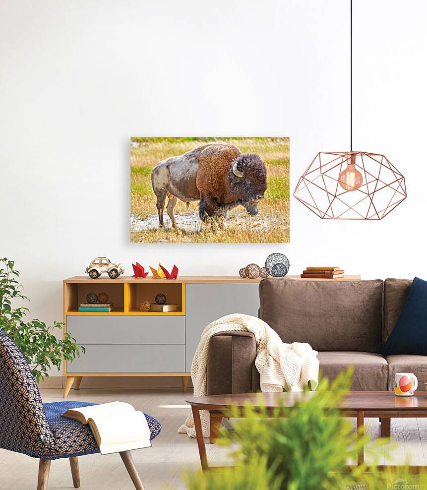 Wild american bison in Yellowstone National Park during summer Reproduction