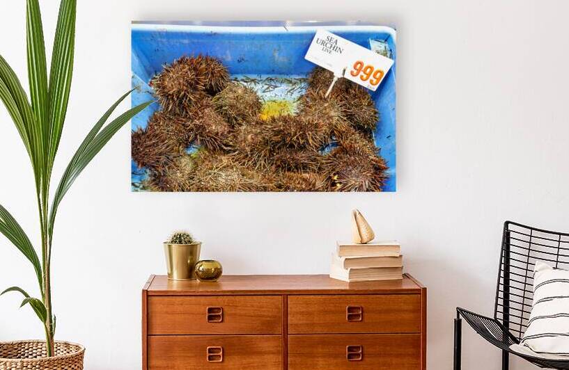 Live sea urchins for sale with price tag. by Marco Brivio