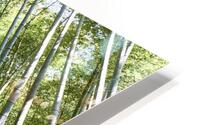 Japan. Kyoto. Arashiyama Bamboo Grove HD Metal print