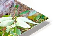 Koala sits on a branch surrounded by eucalyptus leaves. HD Metal print