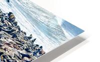 Cape fur seal colony on Skeleton Coast at Cape Cross in Namibia HD Metal print