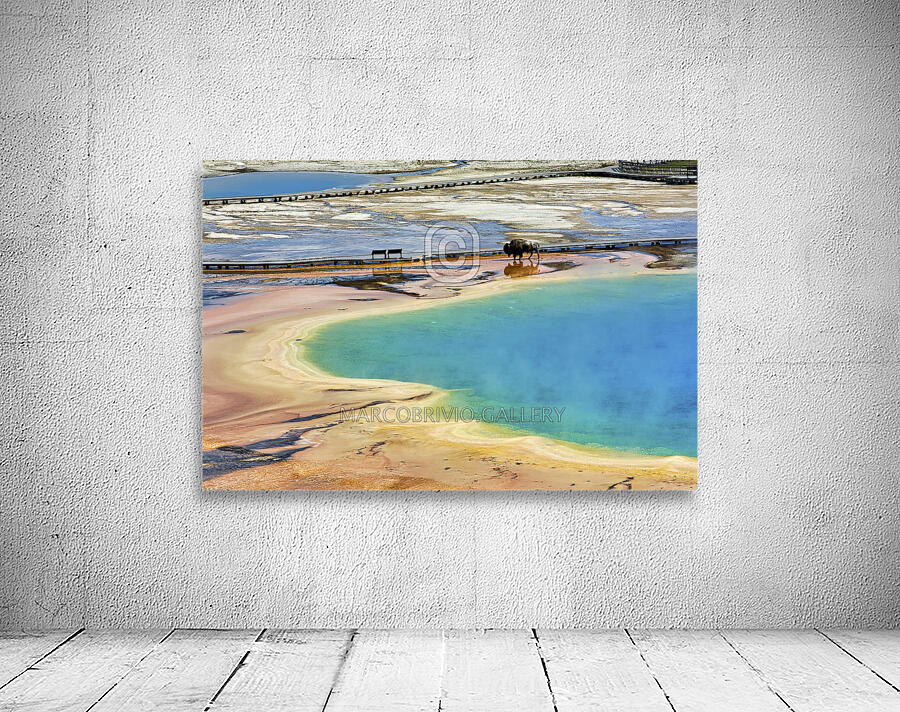 A bison crossing Grand Prismatic Spring at the Yellowstone National Park. Wyoming. USA. Wall Preview