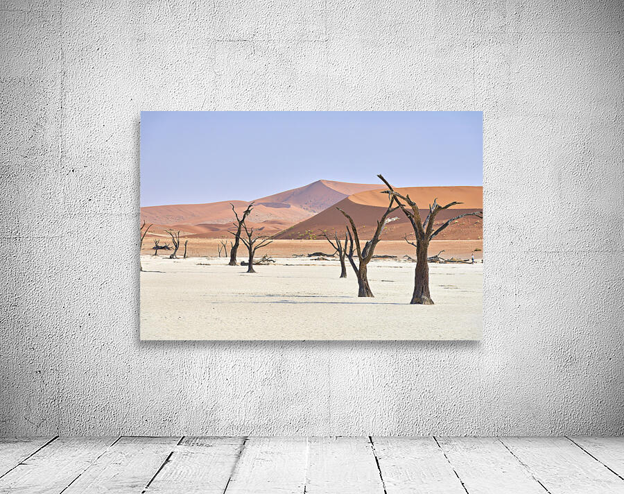 Namibia. Deadvlei clay pan. Namib Naukluft National Park. A dried out dead camel thorn Vachellia erioloba Wall Preview
