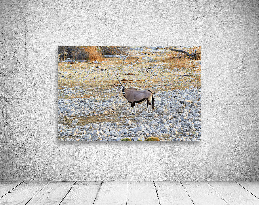 Namibia. Etosha National Park. A Gemsbok Oryx drinking at a waterhole Wall Preview
