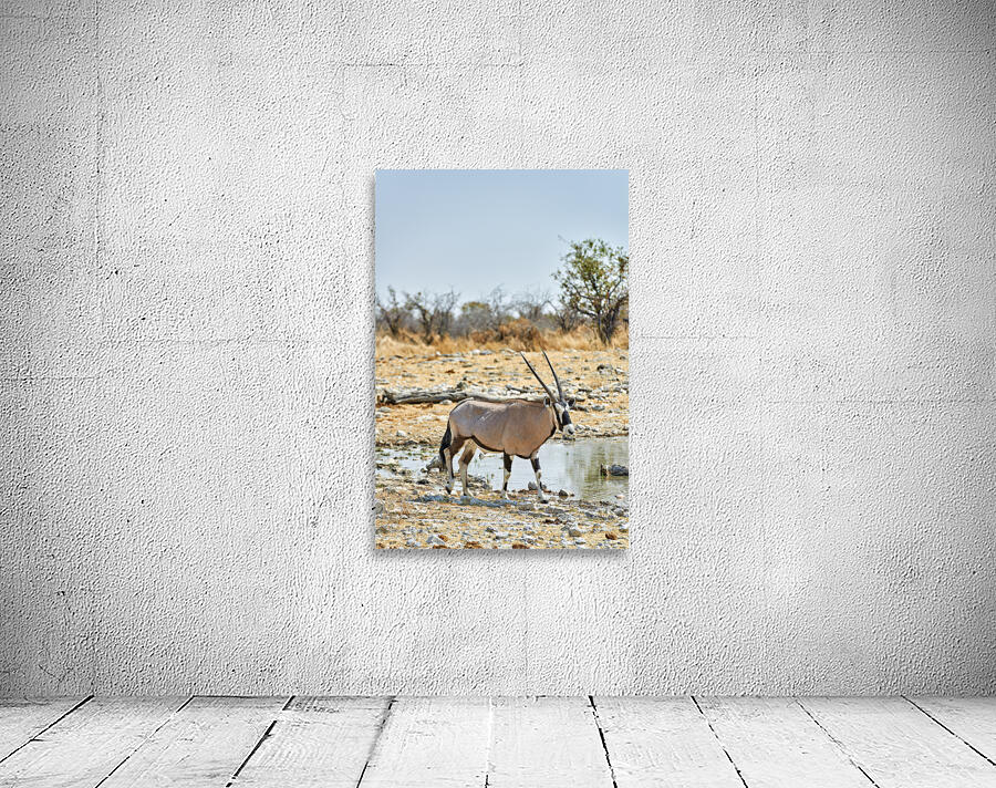 Namibia. Etosha National Park. Gemsbok Oryx Wall Preview