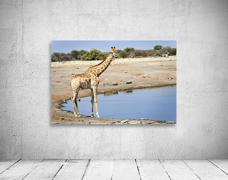 Namibia. Etosha National Park. Giraffe drinking at a waterhole Wall Preview