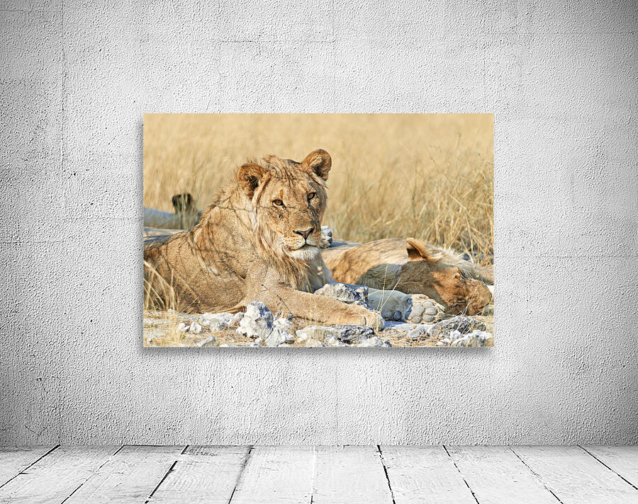 Namibia. Etosha National Park. A lion in the wild Wall Preview