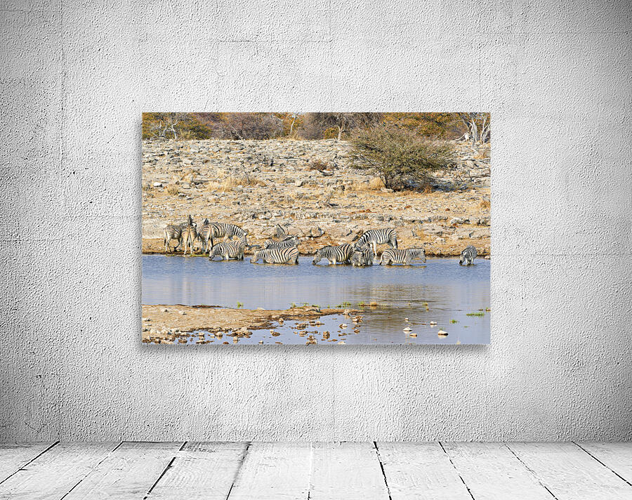 Namibia. Etosha National Park. Zebras drinking at a waterhole Wall Preview