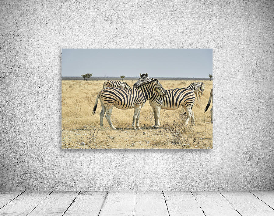 Namibia. Etosha National Park. Zebras cuddling in the wild Wall Preview