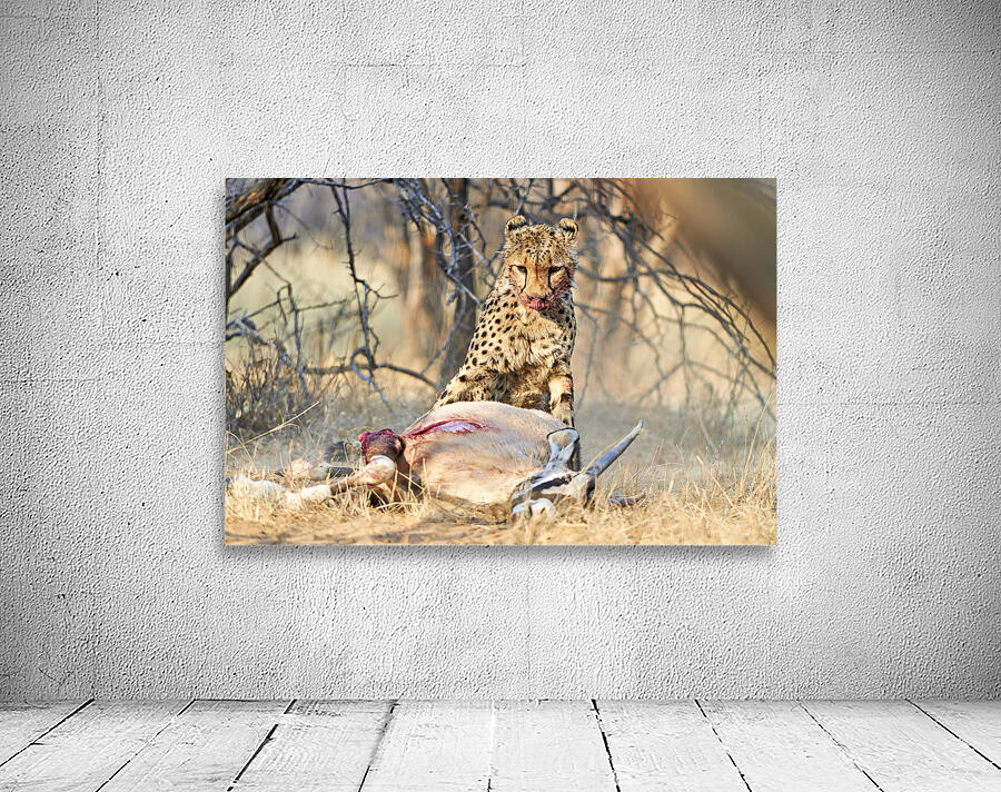 Namibia. Cheetah after a kill in Okonjima Reserve Wall Preview