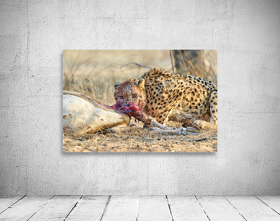 Namibia. Cheetah after a kill in Okonjima Reserve Wall Preview