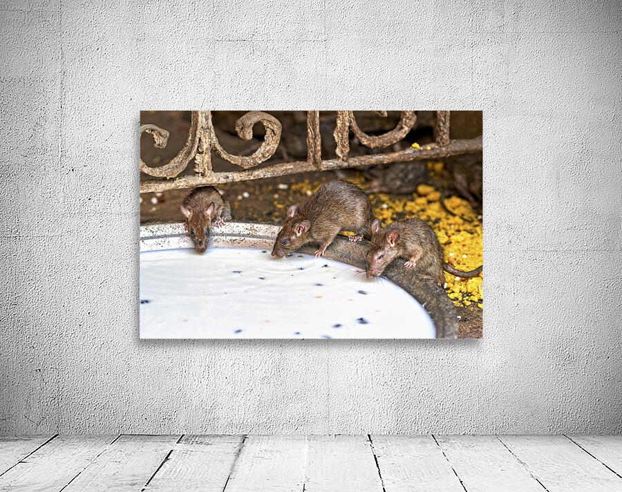 India Rajasthan. Shree Karni Mataj Temple The temple of thousands rats in Deshnok Wall Preview