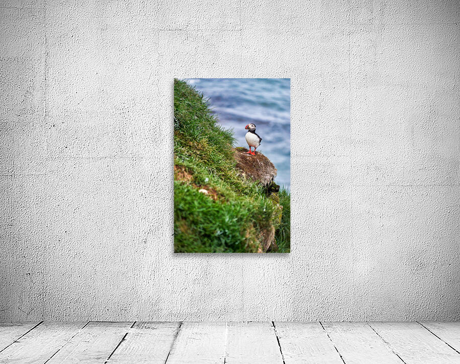 Puffins in Borgarfjörður Eystri reserve sanctuary. Iceland Wall Preview