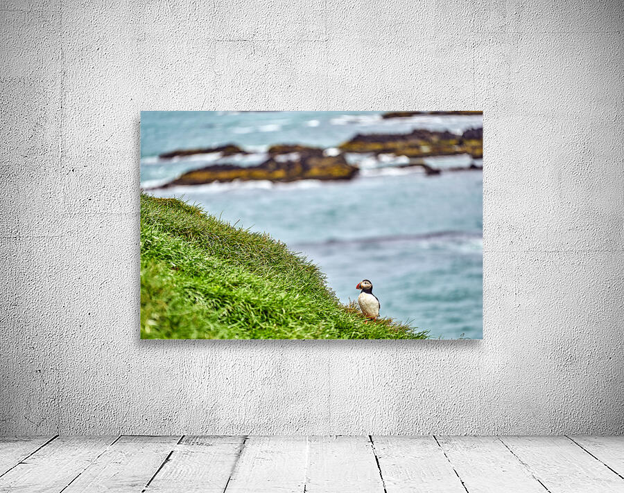 Puffins in Borgarfjörður Eystri reserve sanctuary. Iceland Wall Preview