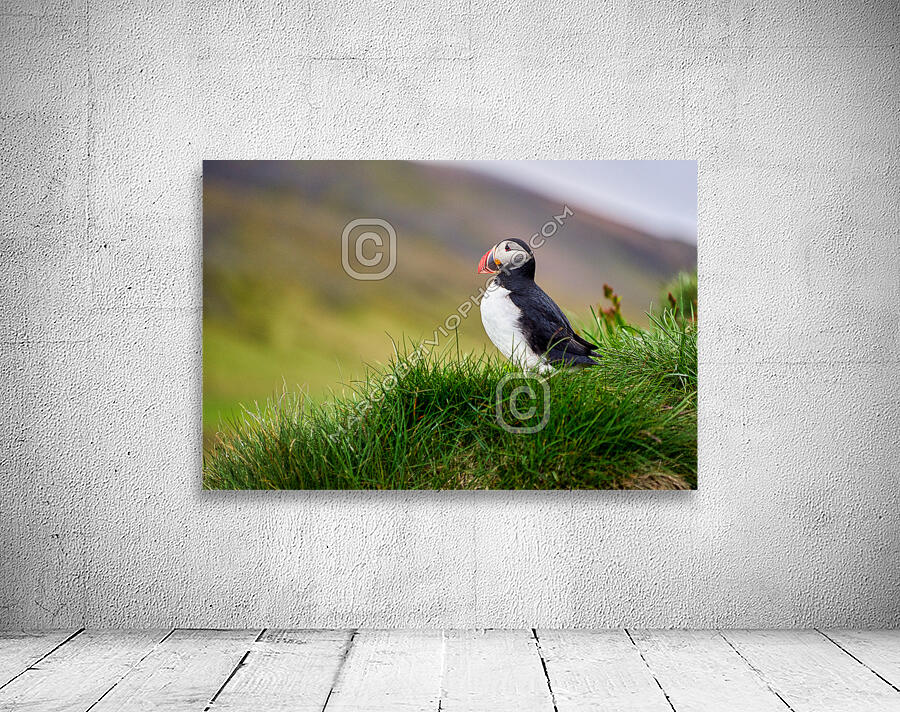Puffins in Borgarfjörður Eystri reserve sanctuary. Iceland Wall Preview